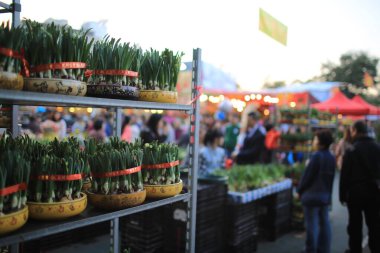 Hong Kong 'da ay Çin Yeni Yıl Çiçek Fuarı' nda çiçek açan kitle narsisleri.