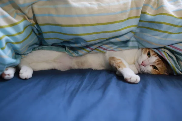 Οικιακή Γάτα Κρύβεται Στην Κουβέρτα Για Μεσημεριανό Ύπνο Αισθάνονται Λυπημένοι — Φωτογραφία Αρχείου