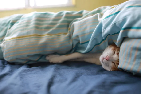 Gato Doméstico Esconderse Manta Para Almuerzo Sueño — Foto de Stock