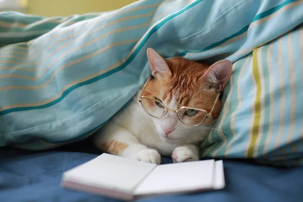 Gandma Cat Reading Glasses — Stock Photo, Image