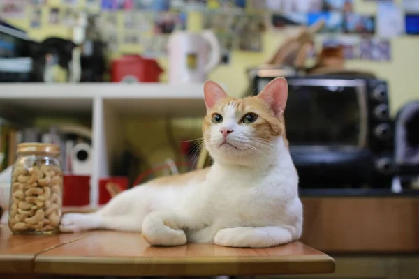 Unglückliche Katze Die Dich Auf Dem Tisch Beobachtet — Stockfoto