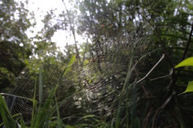 Örümcek kendi ağ seçici odak