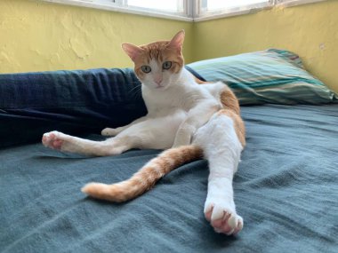 Güzel kedi. Yaklaş. 