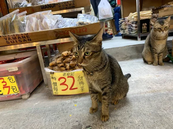 Vacker Katt Närbild Stockbild