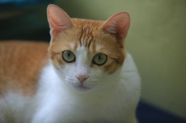 Yeşil gözlü güzel kedi.