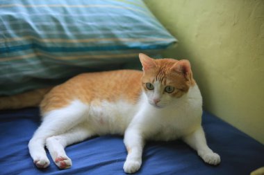 Yeşil gözlü güzel kedi.