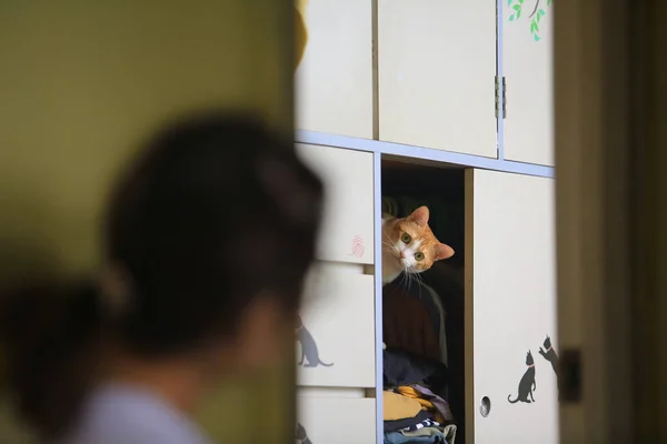 猫和卧室的主人说话 — 图库照片