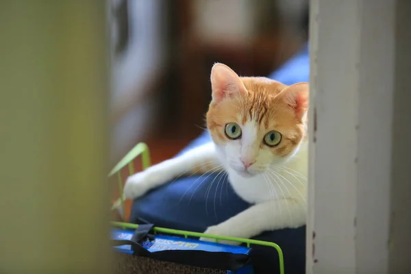 Vacker Katt Med Gröna Ögon — Stockfoto