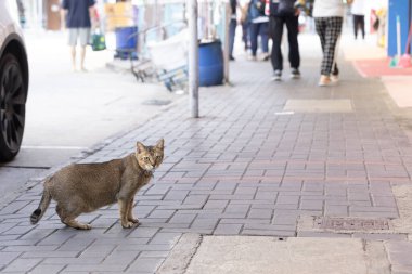 Kedi caddedeki marketin yanında durur.