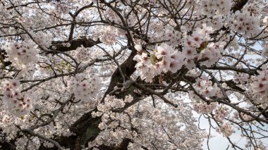 Sakura Kiraz çiçeği Hitome Senbonzakura 'da Japonya' da, Shibata 'da, Ogawara ve Funaoka yakınlarında