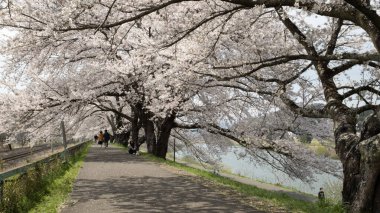 Sakura Kiraz çiçeği Hitome Senbonzakura 'da Japonya' da, Shibata 'da, Ogawara ve Funaoka yakınlarında