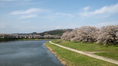 Sendai yakınlarındaki Miyagi bölgesindeki Hitome Senbonzakura sahilinde.