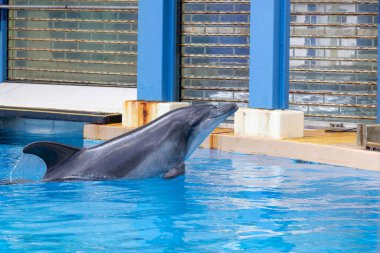 Yunuslar Hong Kong 'da eğitildiler ve besleniyorlar.