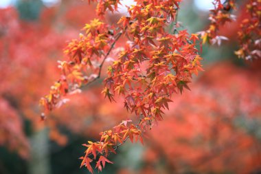 Kırmızı bırak akçaağaç Sonbahar Japonya kyoto