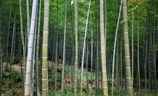 kyoto Bambu Ormanı