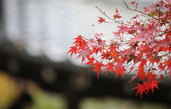 Licença vermelha no outono de bordo no japão kyoto — Fotografia de Stock