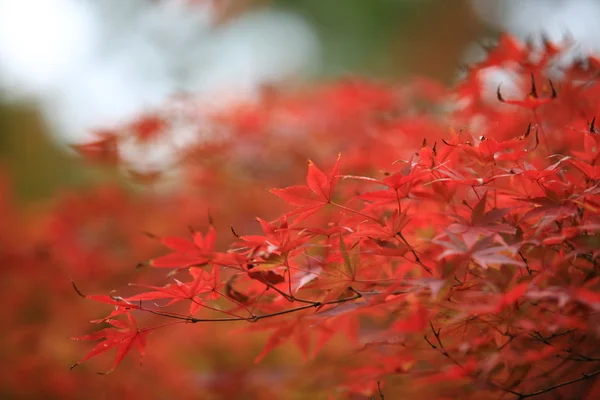 Licença vermelha no outono de bordo no japão kyoto — Fotografia de Stock