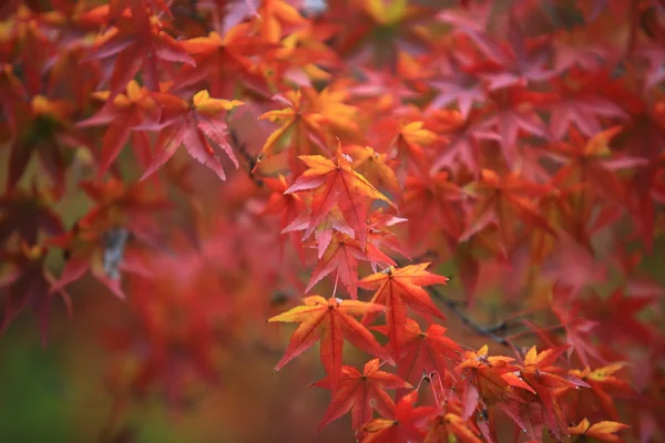 Licença vermelha no outono de bordo no japão kyoto — Fotografia de Stock