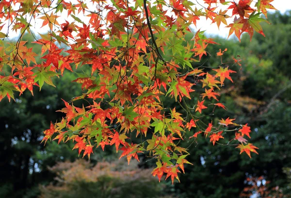 Красный отпуск осенью в Цзян Киото — стоковое фото