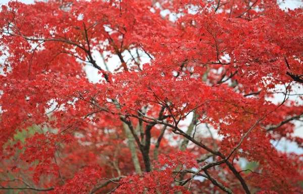 Licença vermelha no outono de bordo no japão kyoto — Fotografia de Stock