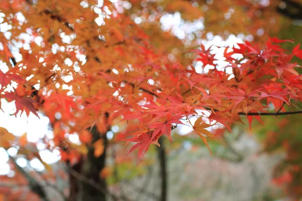 Licença vermelha no outono de bordo no japão kyoto — Fotografia de Stock