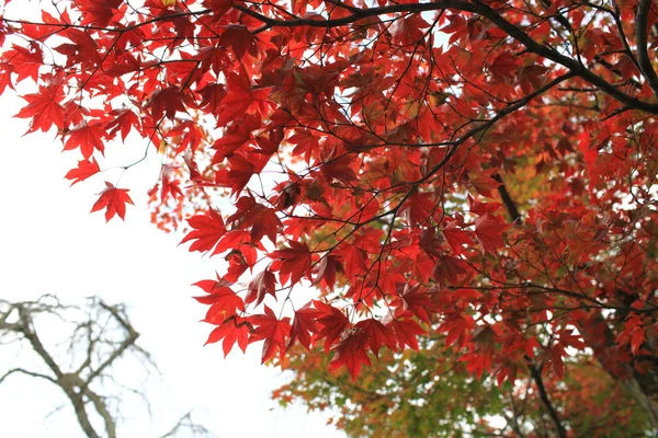 Folhas de outono mudar a cor na vista do parque japão em kyoto — Fotografia de Stock