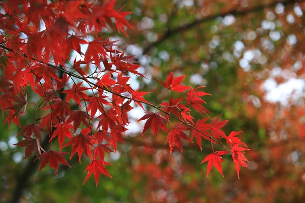 Folhas de outono mudar a cor na vista do parque japão em kyoto — Fotografia de Stock