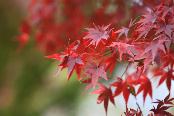 Осенние листья меняют цвет в японском парке в Киото — стоковое фото