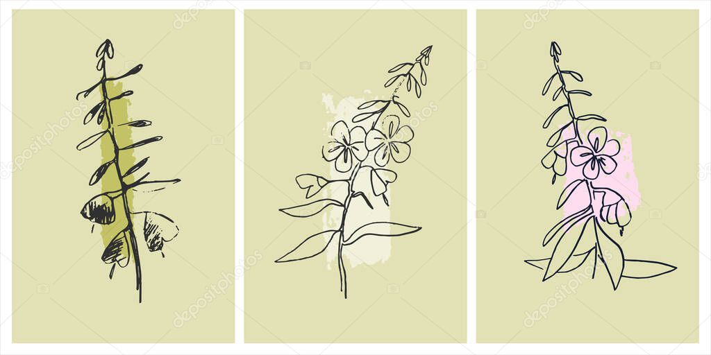 Decor printable art. Set of hand drawn vector illustrations of Chamaenerion flowering plant on abstract backgrounds