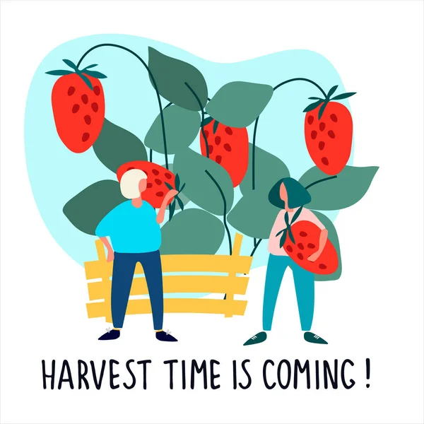 Femmes cueillant des fraises illustration vectorielle. Le temps de la récolte arrive ". Récolte, concept d'agrotourisme — Image vectorielle