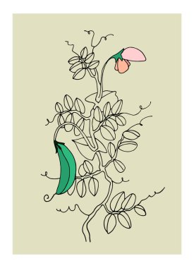 Dekoratif basılabilir sanat. Ev iç tasarımı için kabuklu ve çiçekli bezelye bitkisinin el çizimi çizimleri