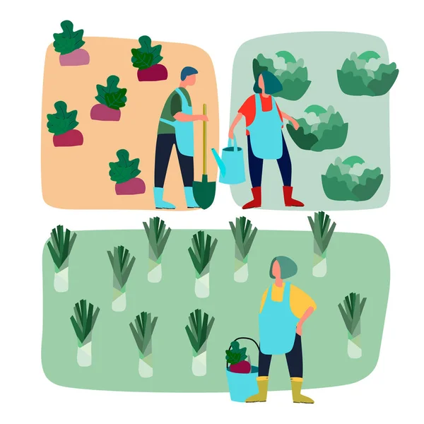 Az emberek mezőgazdasági munkákat végeznek a zöldségültetvényen. Vektor lapos illusztráció. Szüret, kertészet, agriturizmus fogalma — Stock Vector