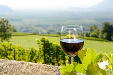 Kırmızı şarap güneşe doğru maruz