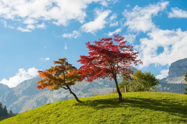 Duas árvores com belas cores de outono — Fotografia de Stock