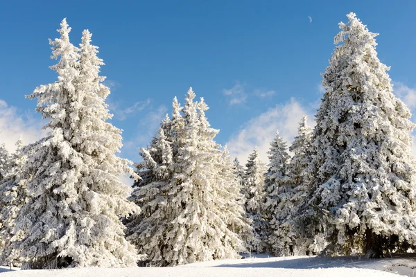 Winterlandschap met besneeuwde pijnbomen — Stockfoto