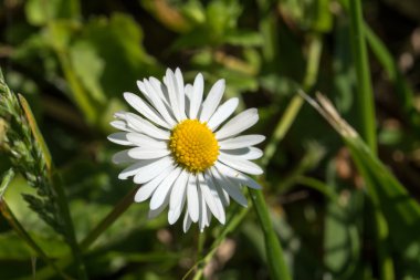 güzel beyaz ve sarı marguerite