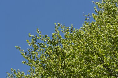 mavi gökyüzünde yaprakları Fransız kırsal