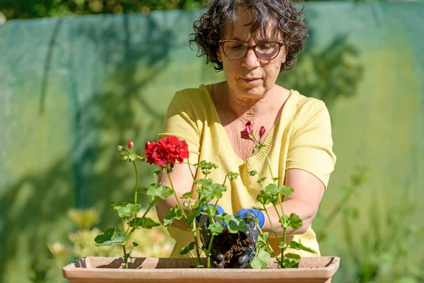 夏の庭のゼラニウムを植える女性男性 — ストック写真