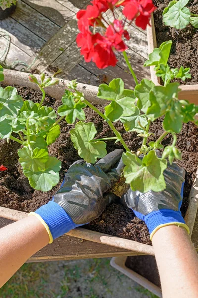 Mujer hombre plantando los geranios para el jardín de verano — Foto de Stock