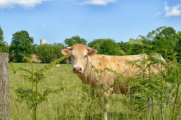 Αγελάδα στη μέση ένα λιβάδι — Φωτογραφία Αρχείου