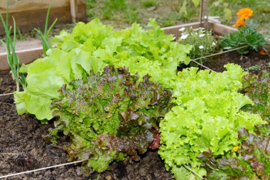 küçük bir bahçe yeşil salata