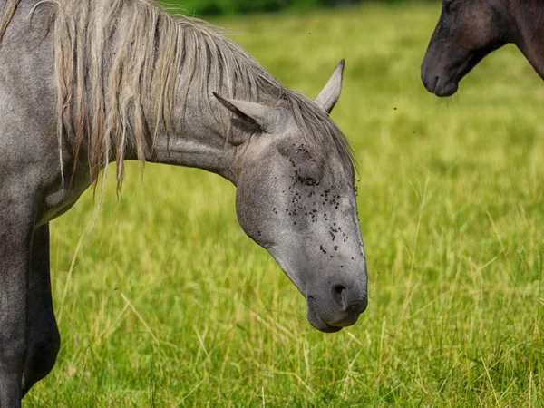 Hermoso caballo gris en un prado — Foto de Stock
