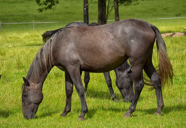 Mooi bruin paard in een weide — Stockfoto