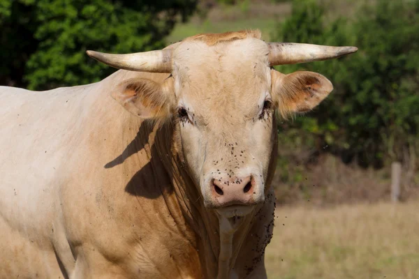 Κοντινό πλάνο στο κεφάλι μιας αγελάδας με μύγες — Φωτογραφία Αρχείου