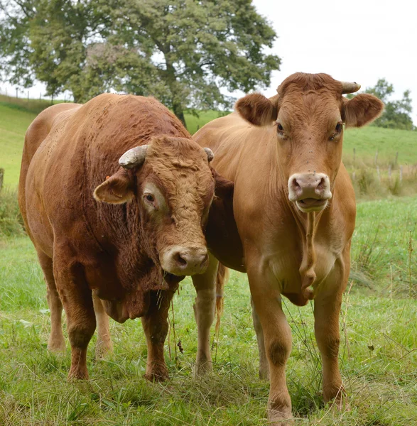 Kuh und Stier auf einer Weide — Stockfoto
