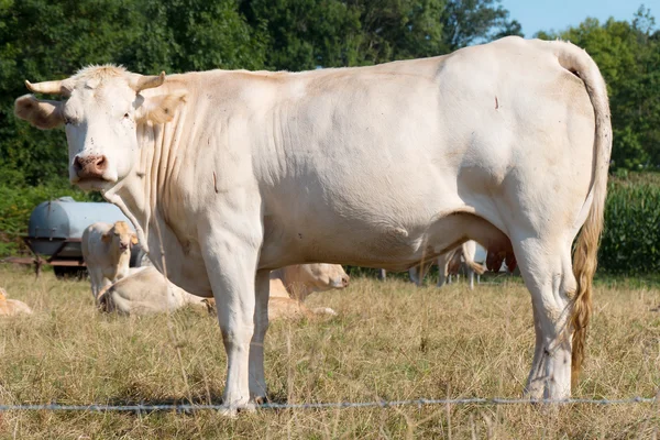 Vaca branca em um prado — Fotografia de Stock