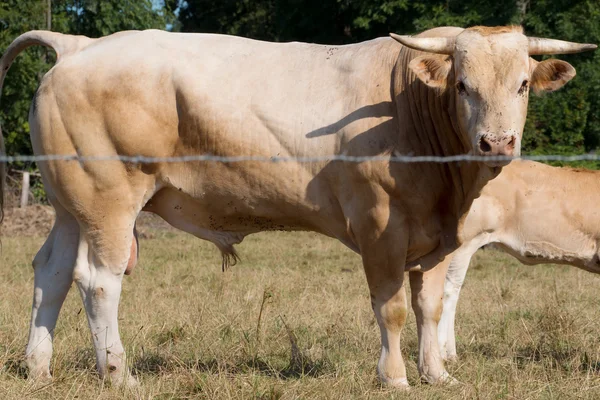 Toro marrón claro en un prado — Foto de Stock