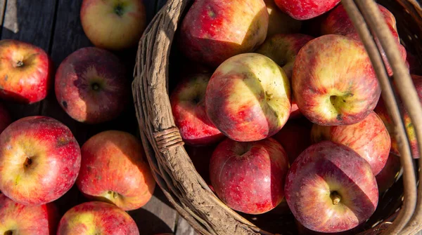 Mand Met Verse Appels Houten Tafel Tuin — Stockfoto