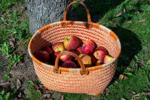 Καλάθι Φρέσκα Μήλα Στο Ξύλινο Τραπέζι Του Κήπου — Φωτογραφία Αρχείου