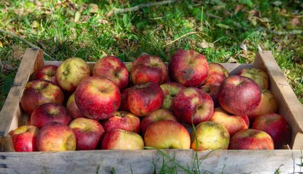 Ένα Κιβώτιο Φρέσκα Μήλα Στο Γρασίδι Στον Κήπο — Φωτογραφία Αρχείου